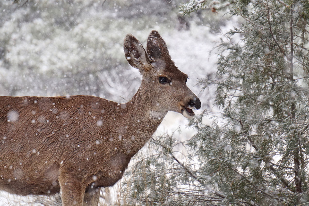 Mule Deer Migration