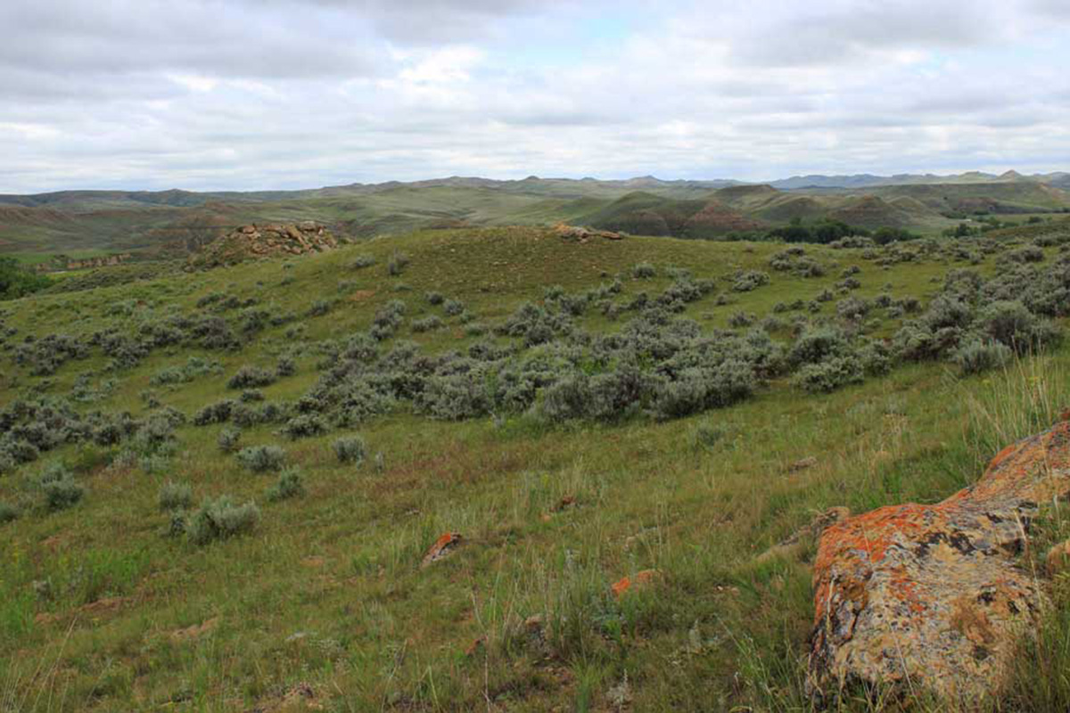 Legacy Land and Cattle