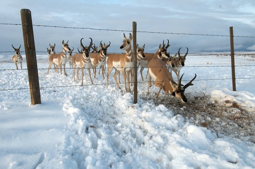 Antelopes