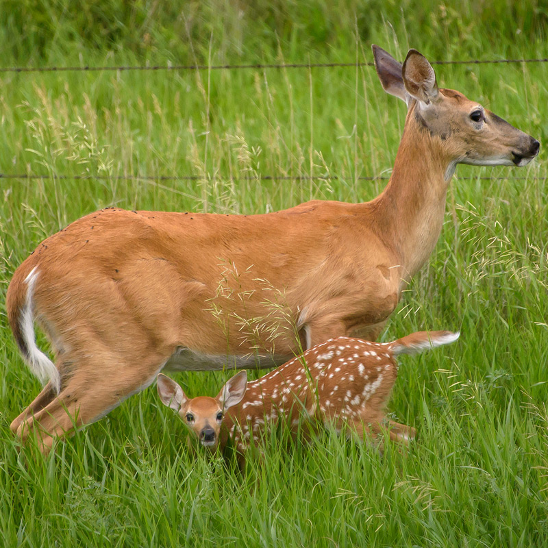 White-tailed_deer-800