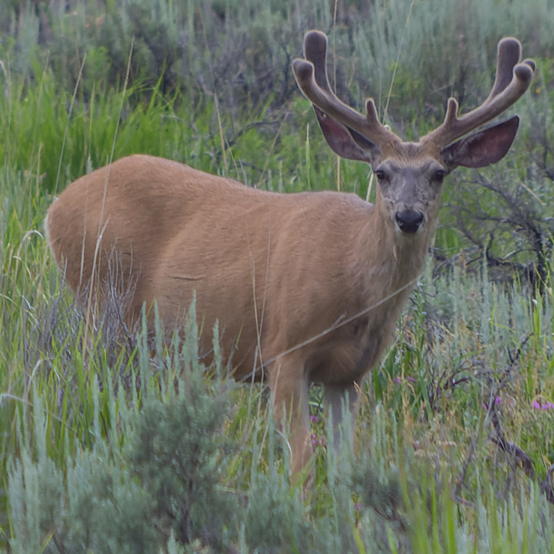 mule-deer-800