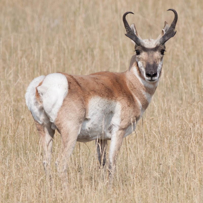 pronghorn-800